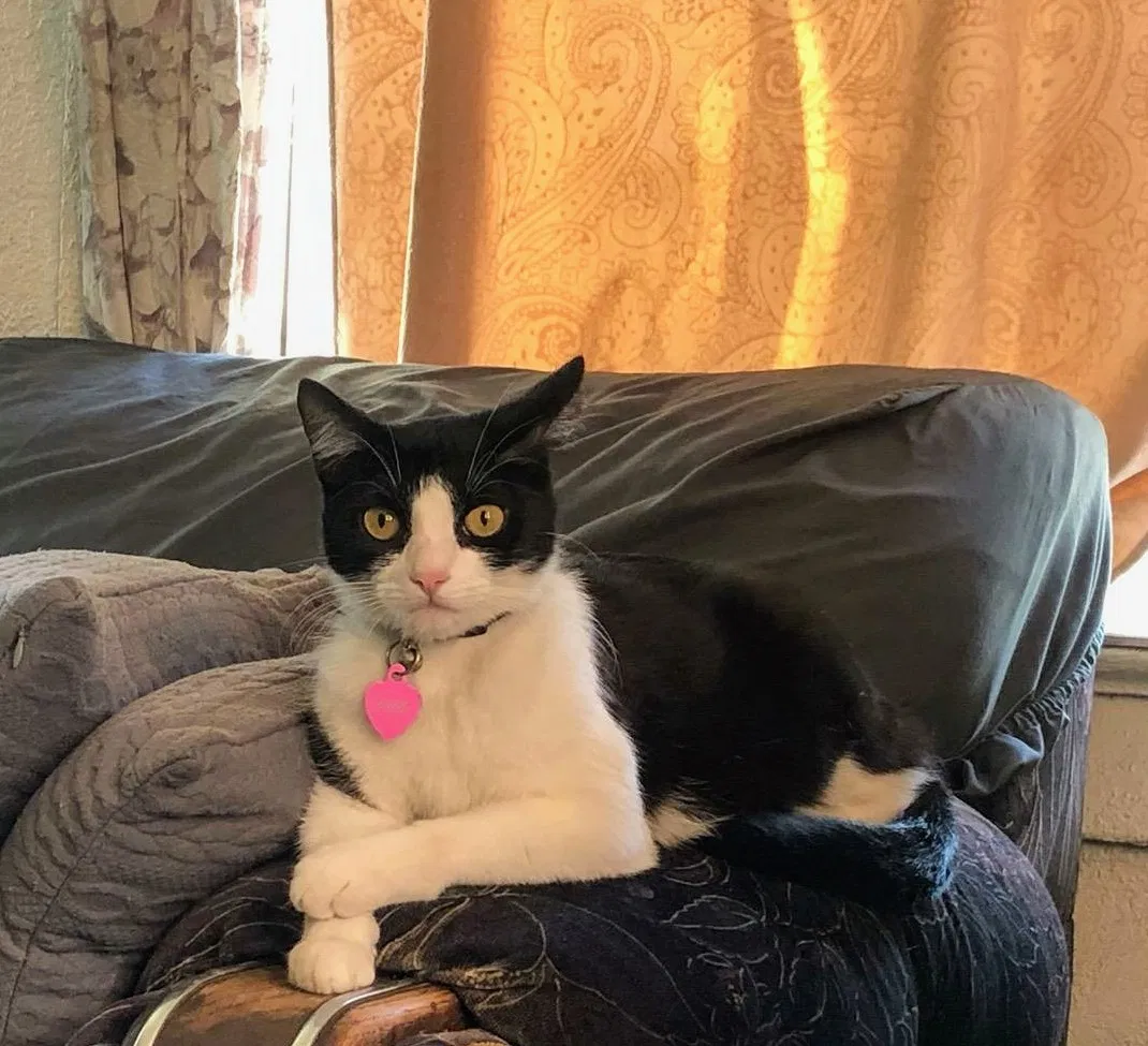 Lost cat in Modesto, CA, 95351