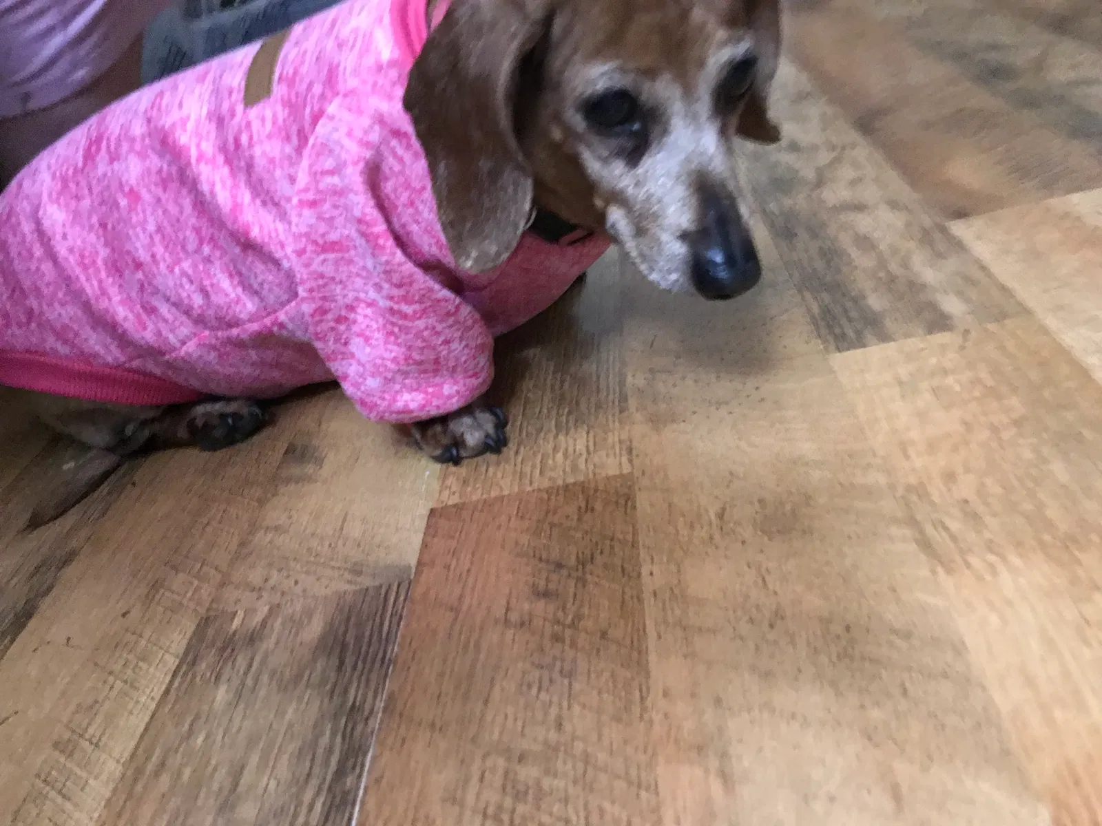 Lost dog in Culleoka, TN, 38451