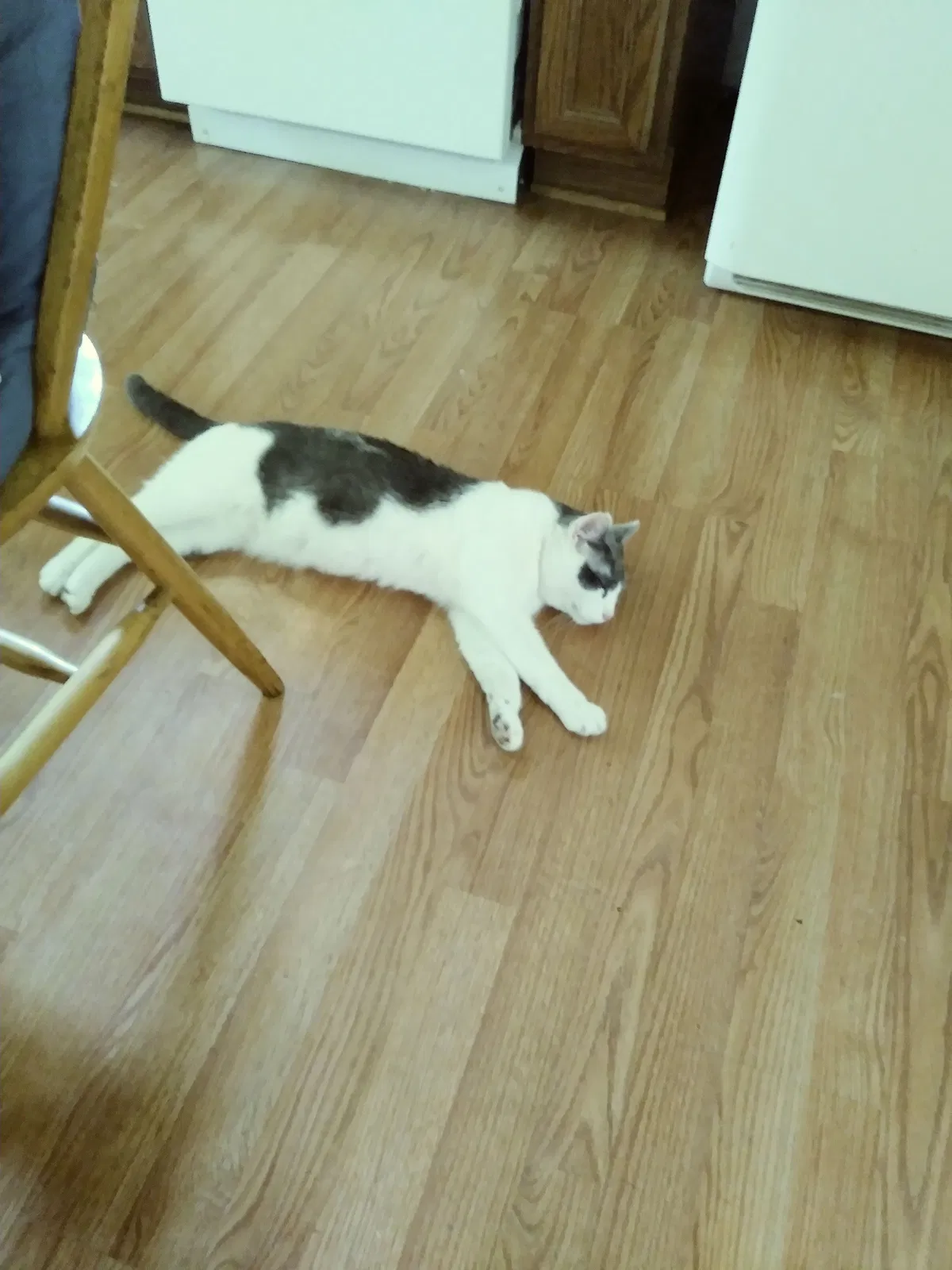 Lost cat in Columbus, OH, 43204