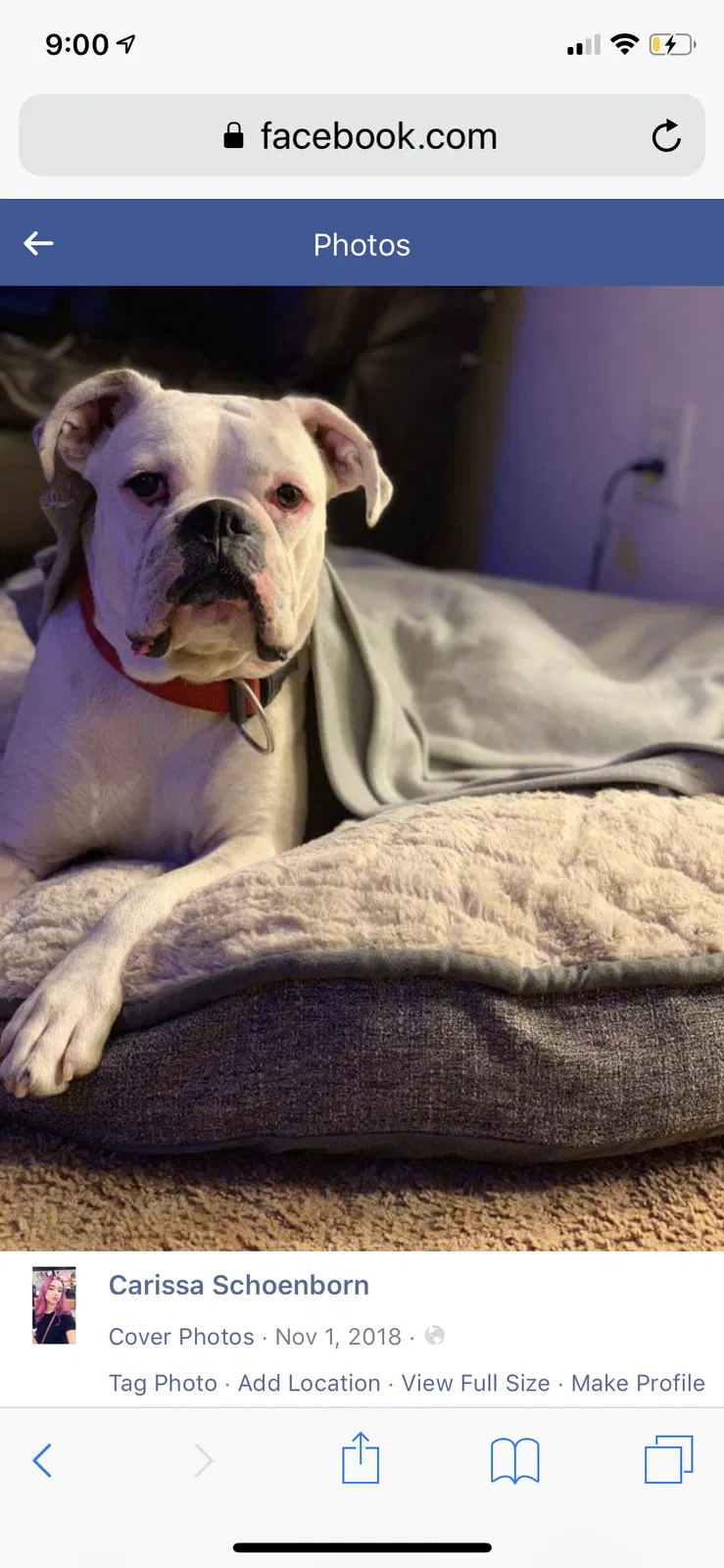 Lost dog in Ontario, CA, 91761