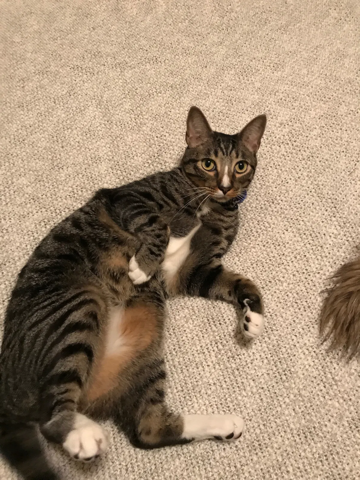 Lost cat in Los Alamitos, CA, 90720