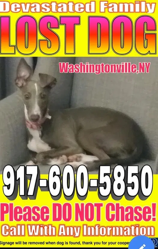 Lost dog in Washingtonville, NY, 10992