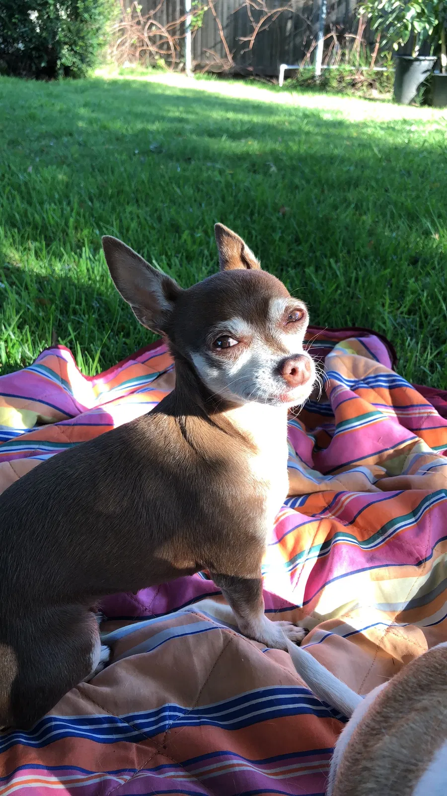 Lost dog in La Puente, CA, 91744