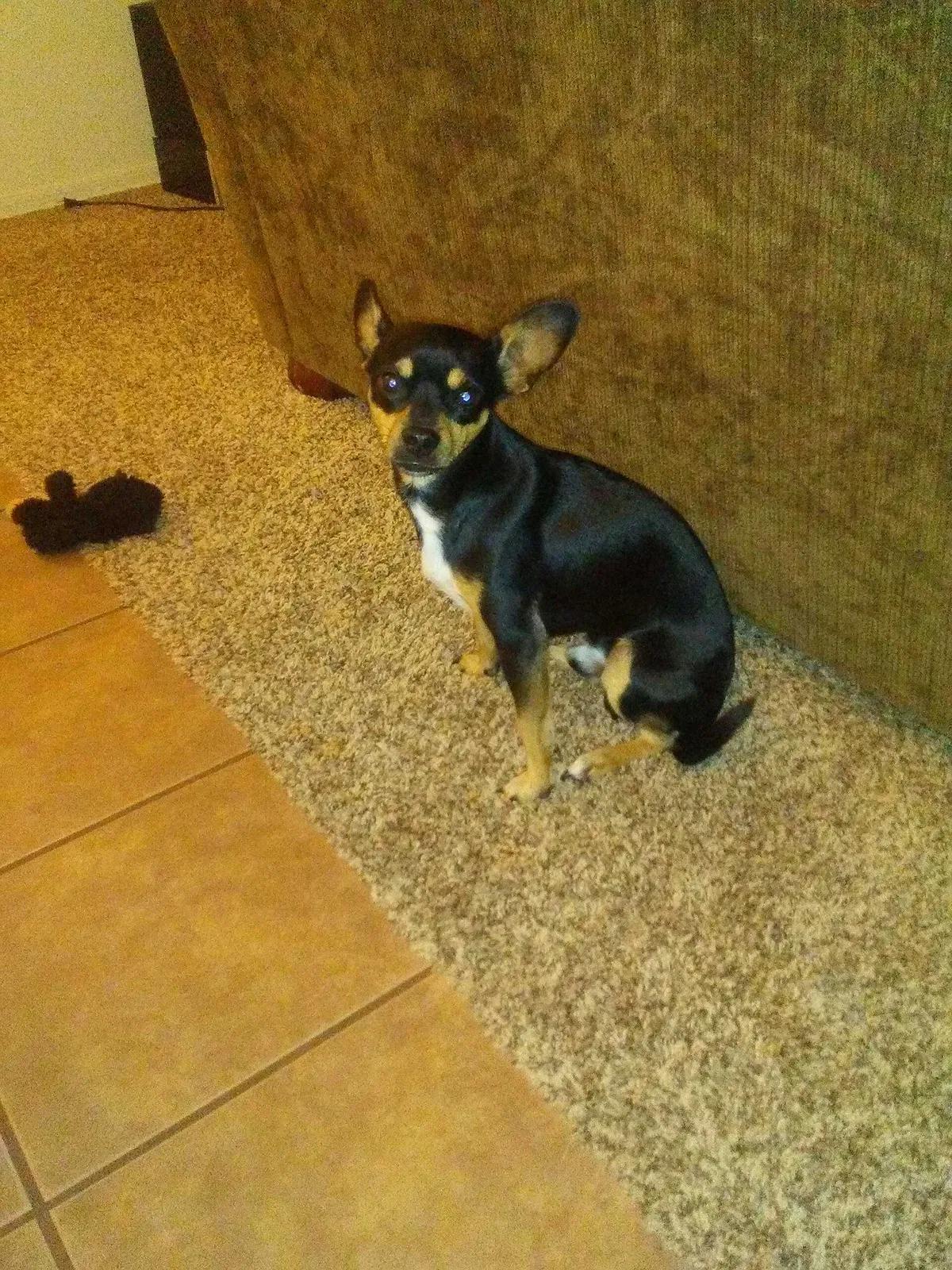 Lost dog in Tucson, AZ, 85757
