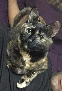 Lost cat in Harrisonville, MO, 64701