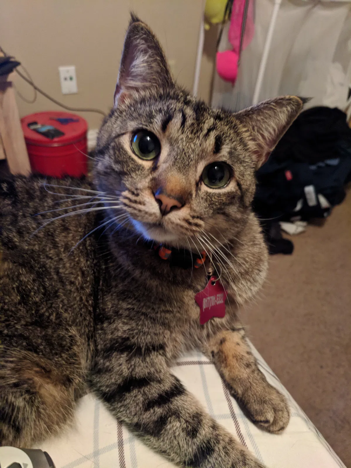 Lost cat in North Richland Hills, TX, 76180