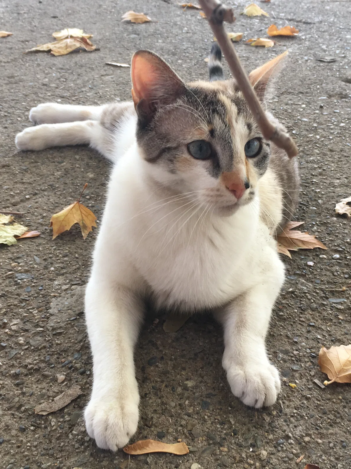 Lost cat in Salt Lake City, UT, 84106