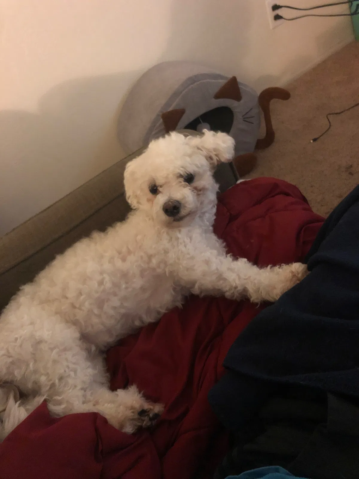 Lost dog in Tacoma, WA, 98418