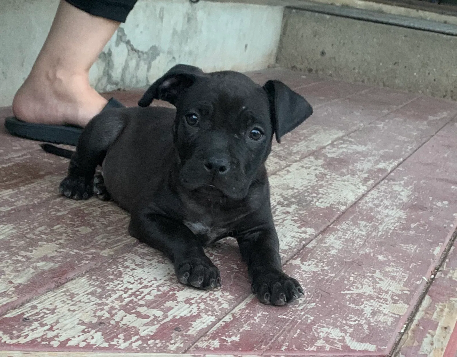 Lost dog in Modesto, CA, 95351