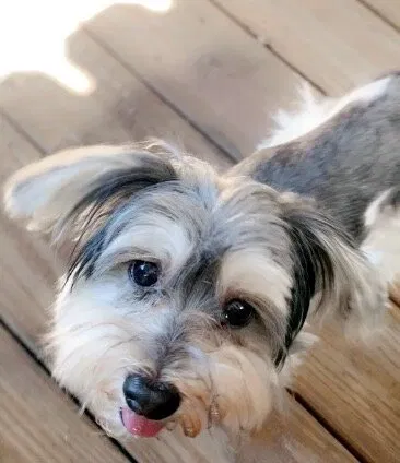 Lost dog in Pompano Beach, FL, 33063