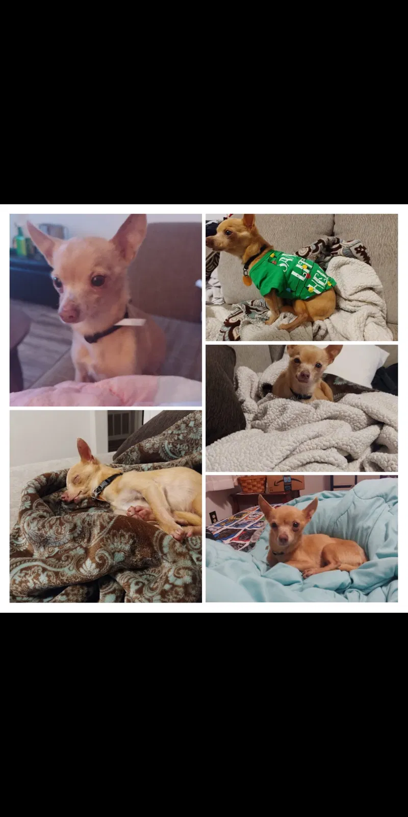 Lost dog in Norman, OK, 73071