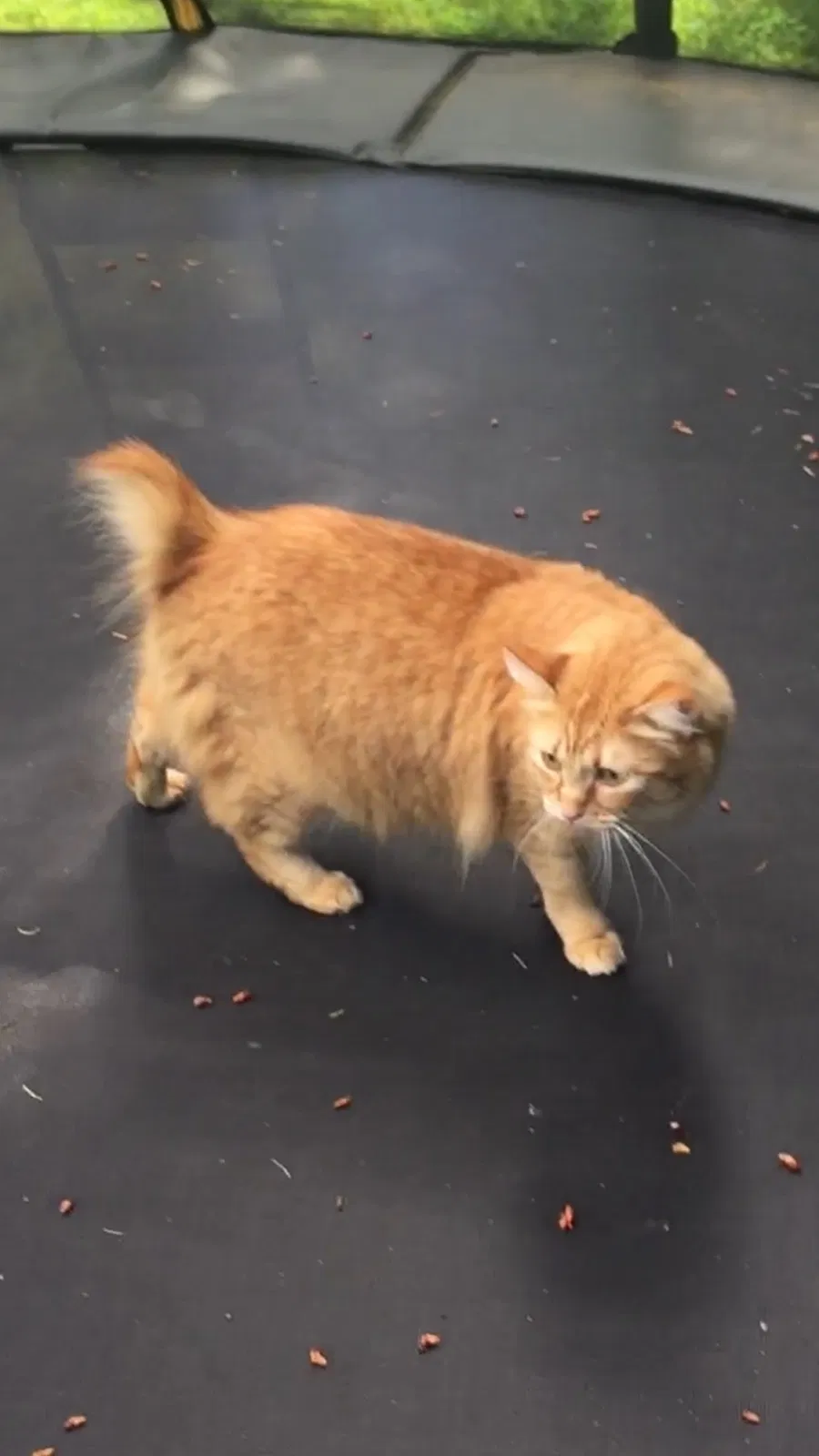 Lost cat in Sammamish, WA, 98074