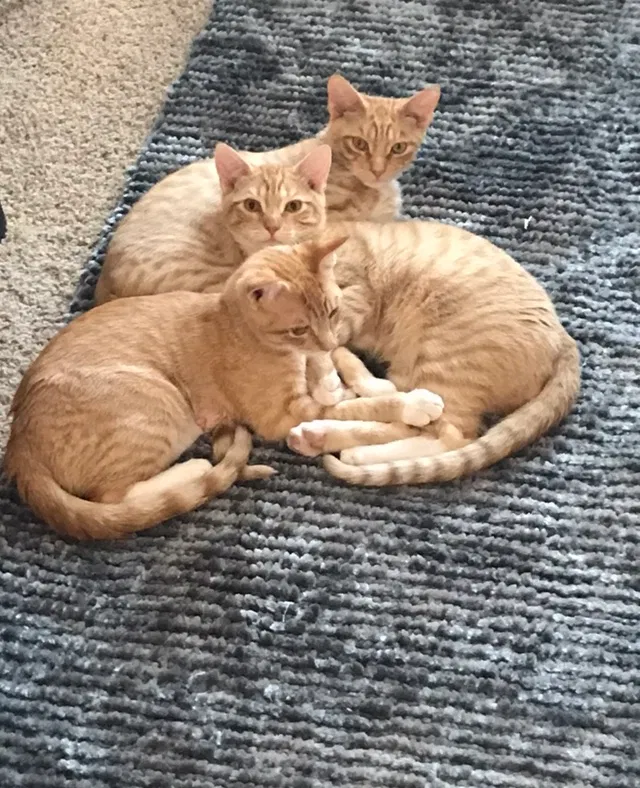 Lost cat in Florence, AZ, 85132