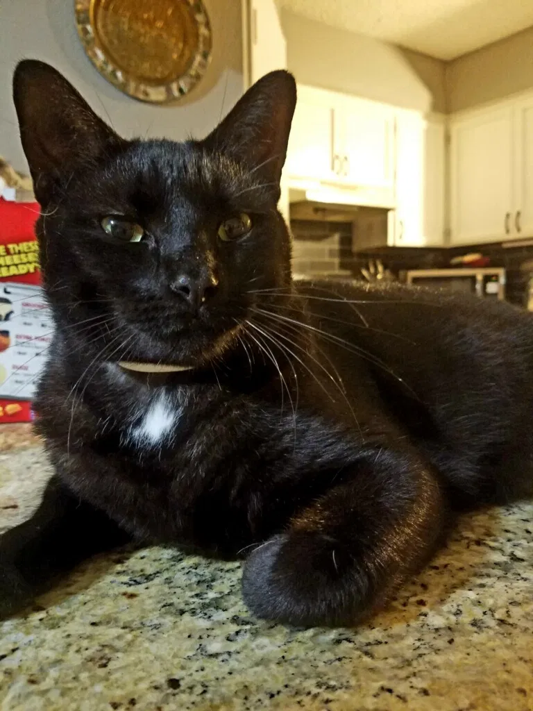 Lost cat in San Antonio, TX, 78247
