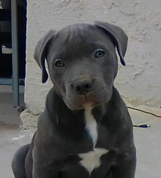 Lost dog in Lancaster, CA, 93535