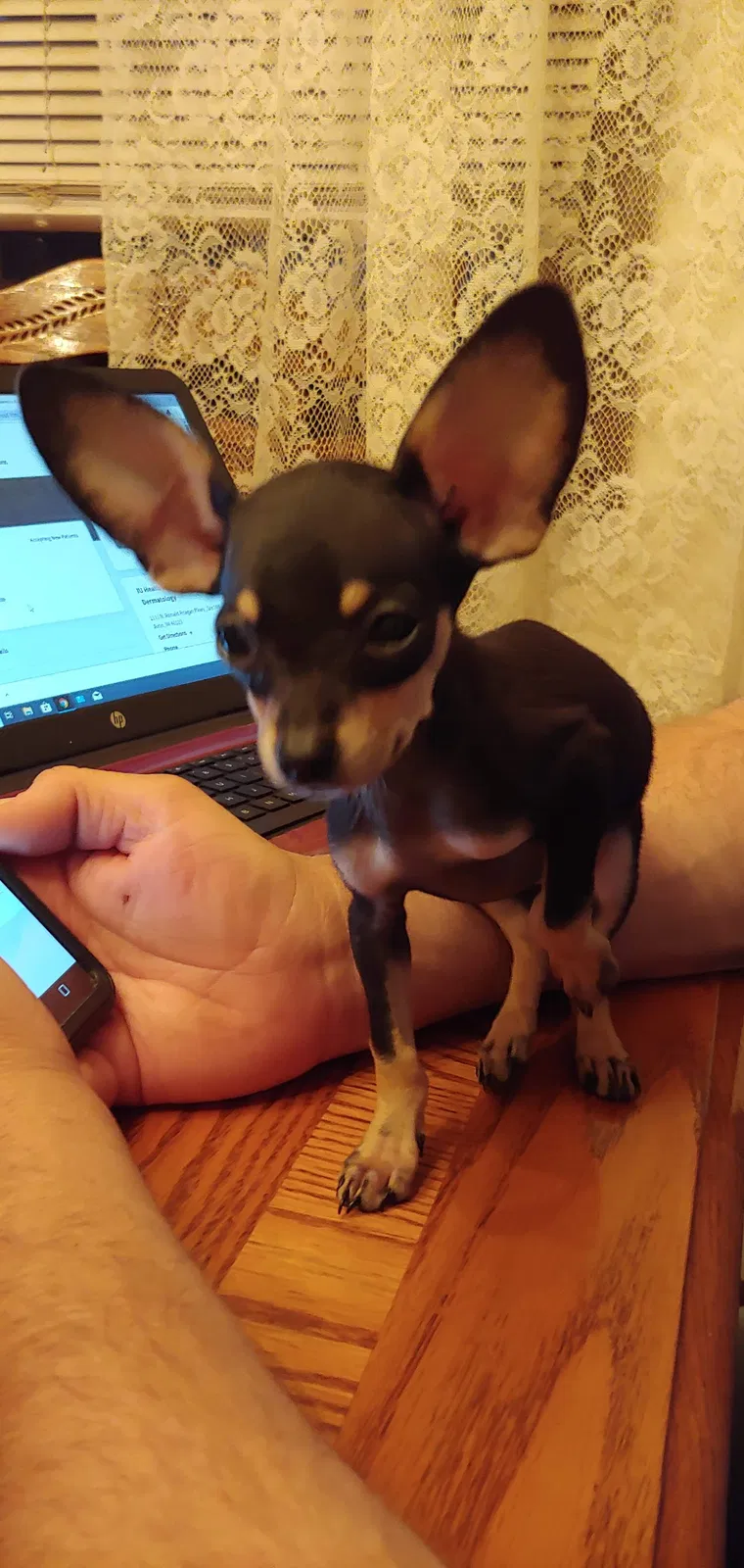 Lost dog in Terre Haute, IN, 47805