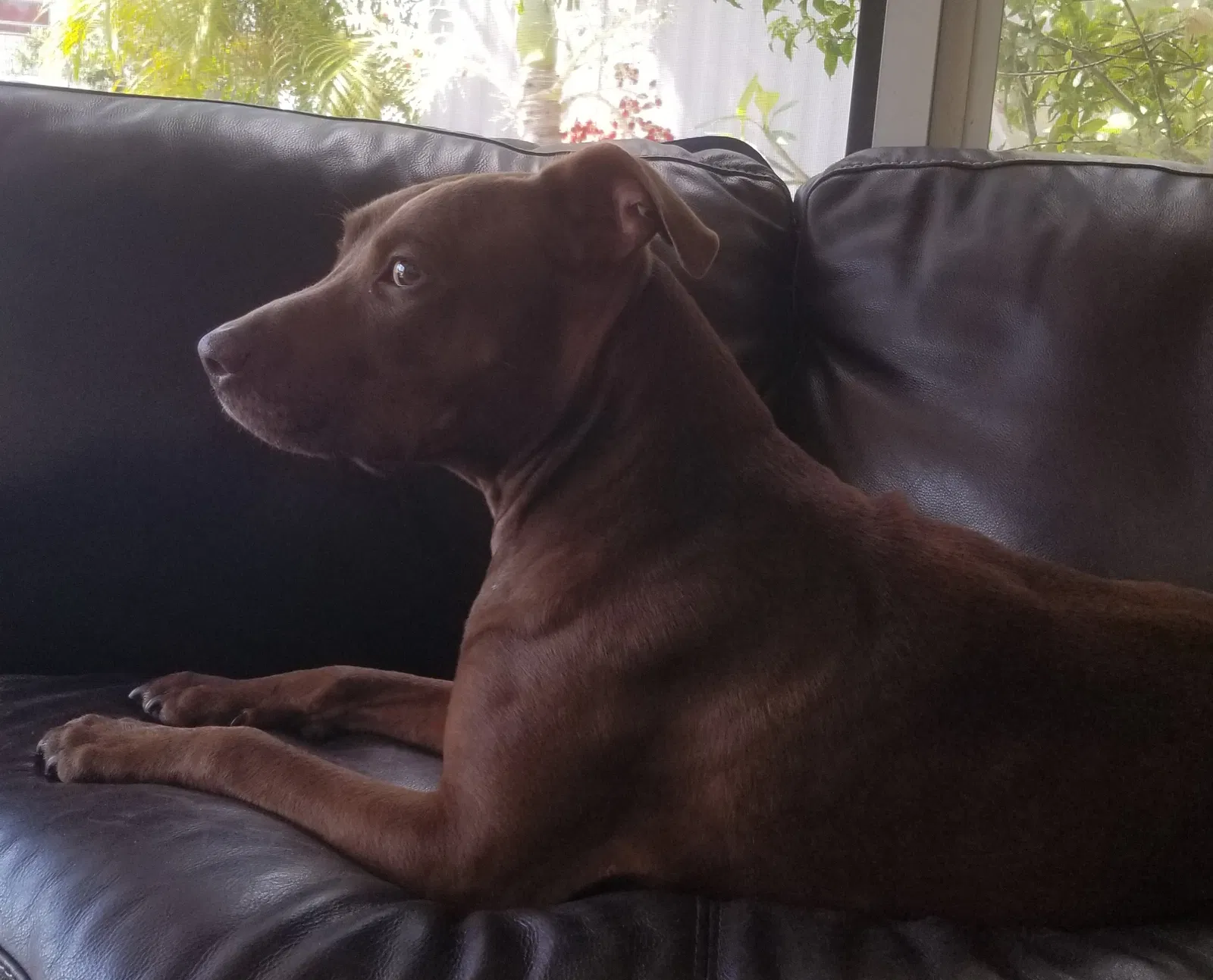 Lost dog in Palm Bay, FL, 32909