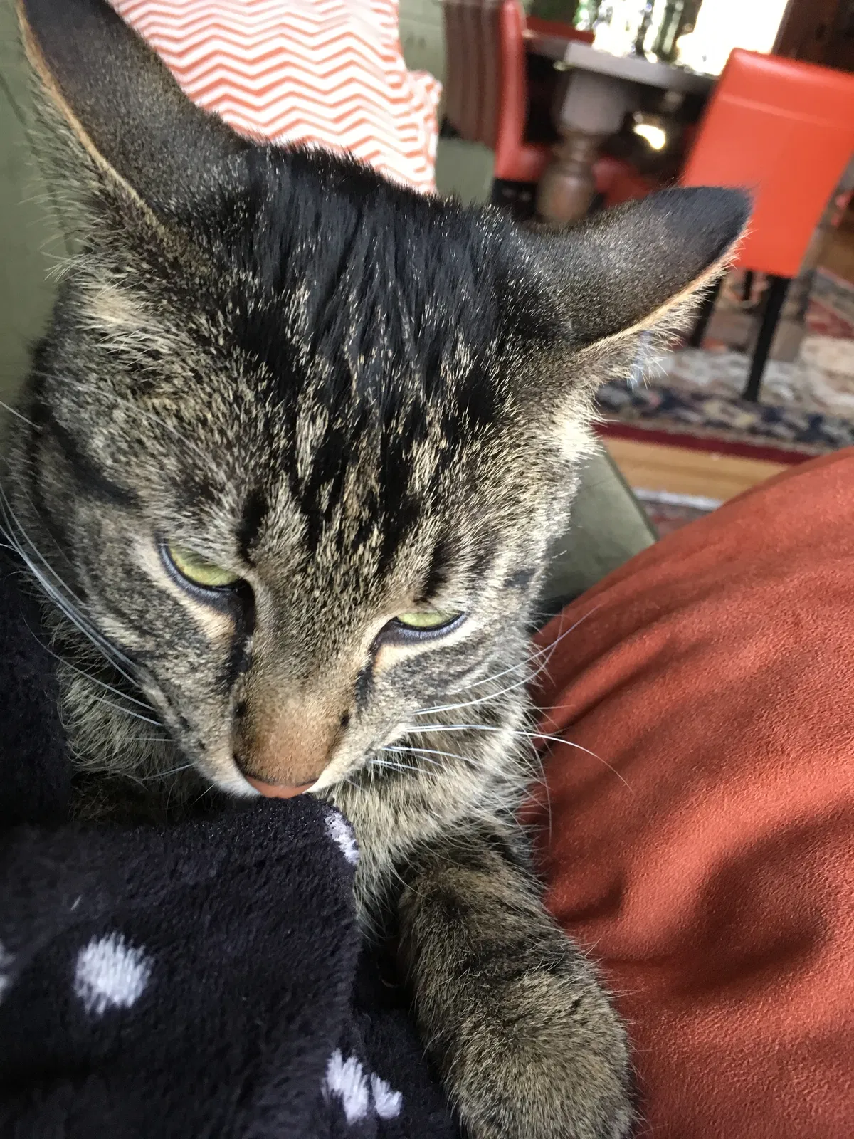 Lost cat in Thiensville, WI, 53092