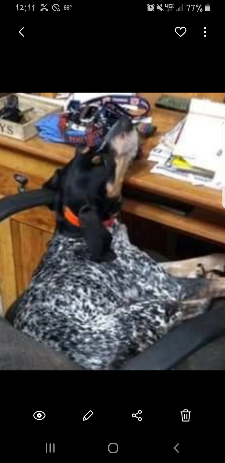 Lost dog in Gadsden, AL, 35904