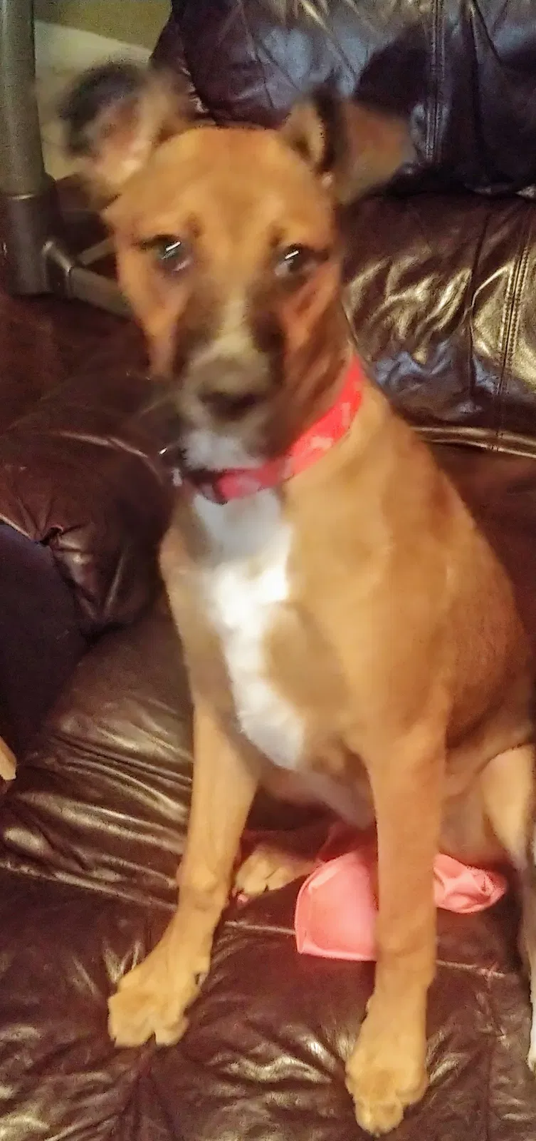 Lost dog in Mckinney, TX, 75070