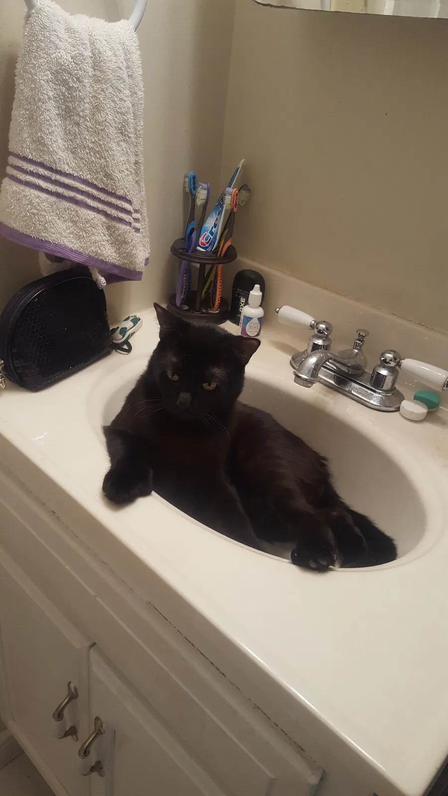Lost cat in Knoxville, TN, 37920