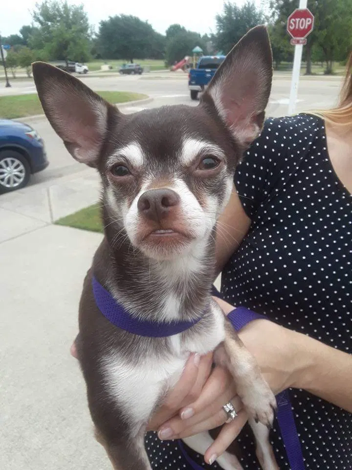 Lost dog in Hurst, TX, 76053