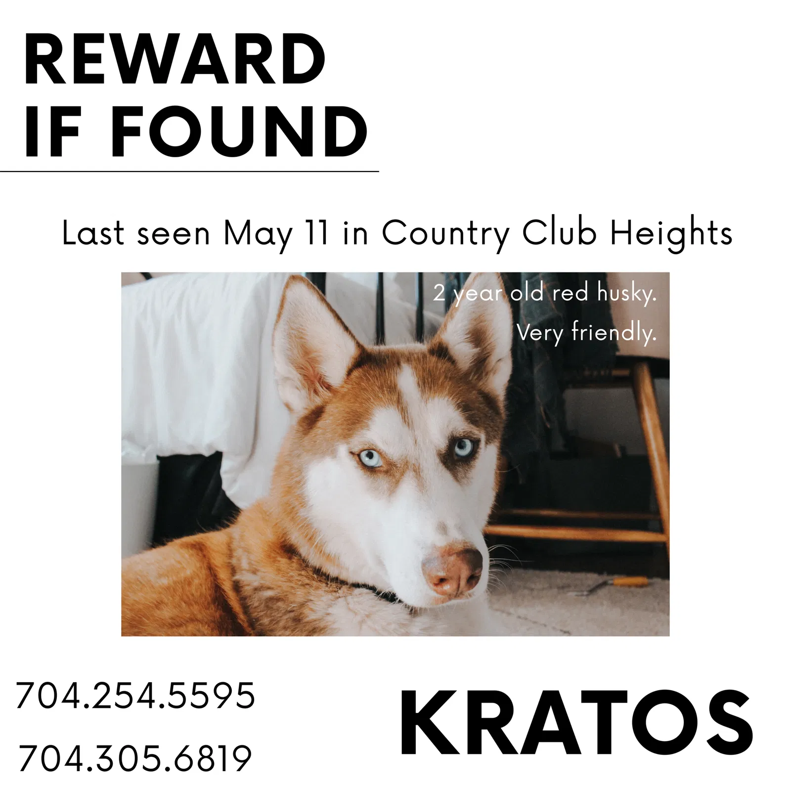 Lost dog in Charlotte, NC, 28205