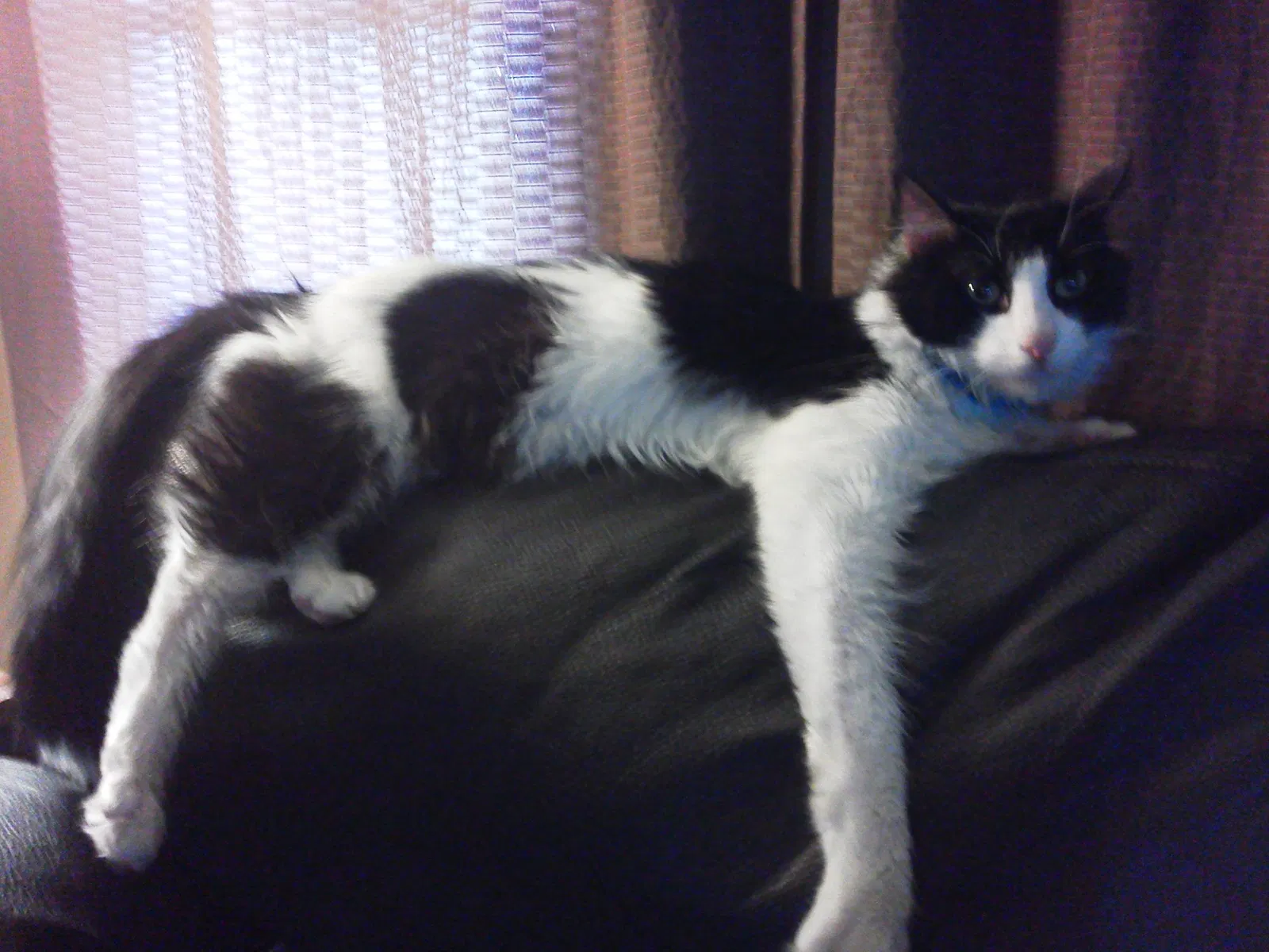 Lost cat in Ft Mitchell, KY, 41017