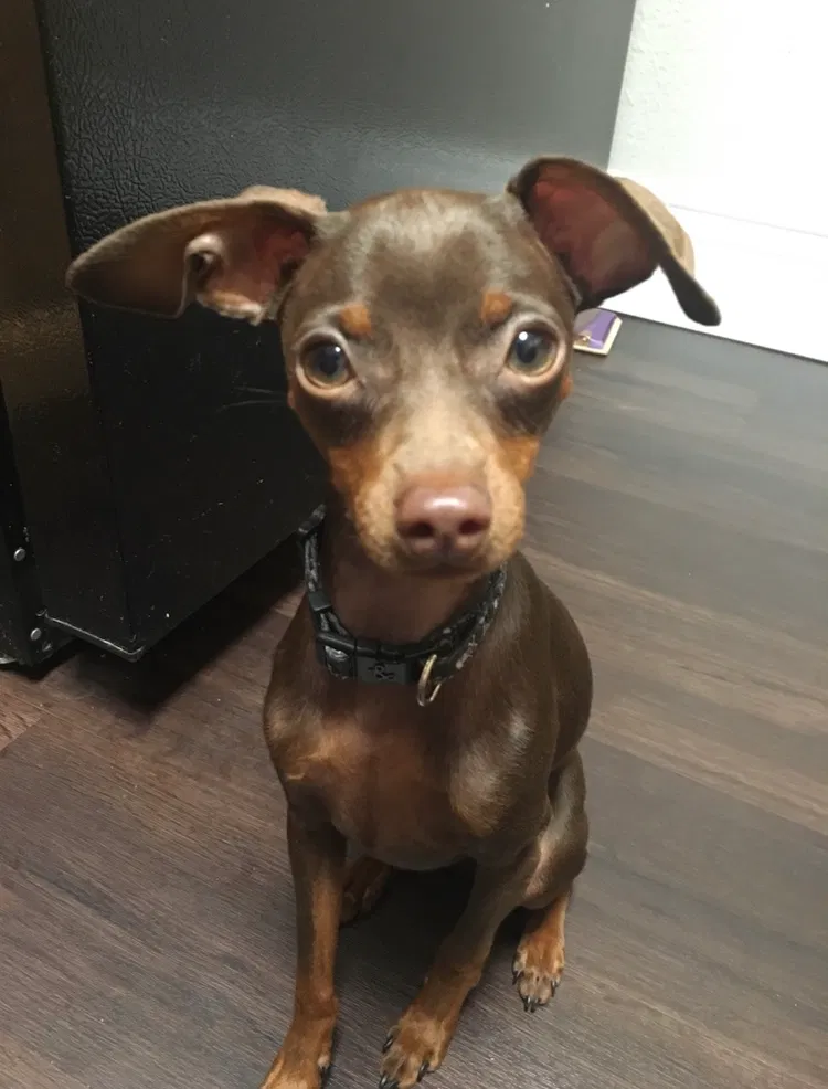 Lost dog in Puyallup, WA, 98374