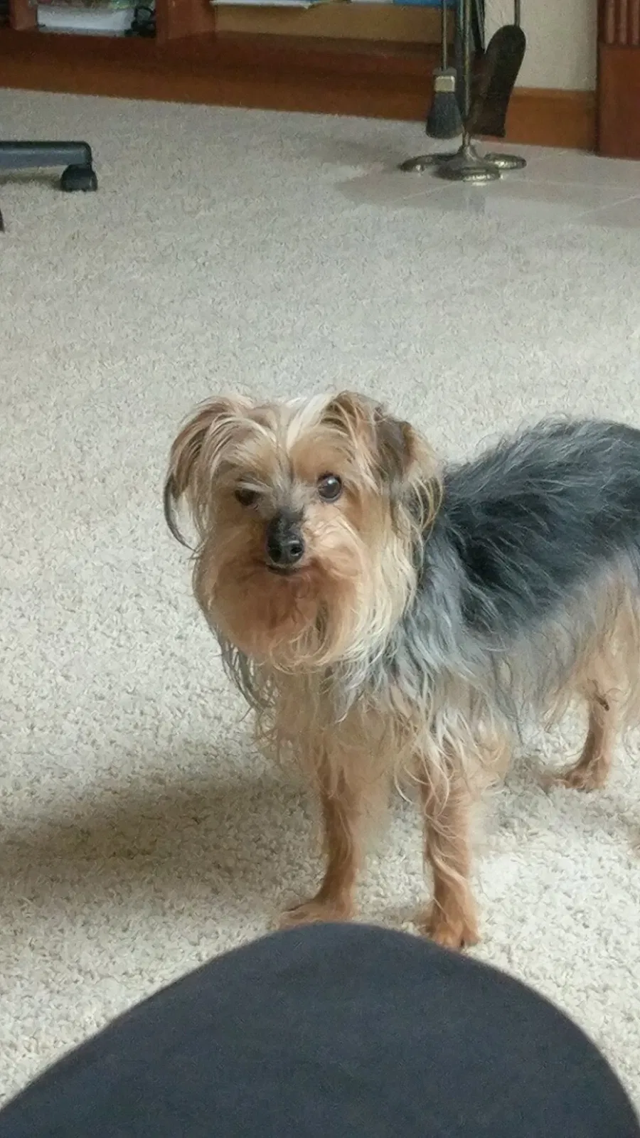 Lost dog in Everett, WA, 98201
