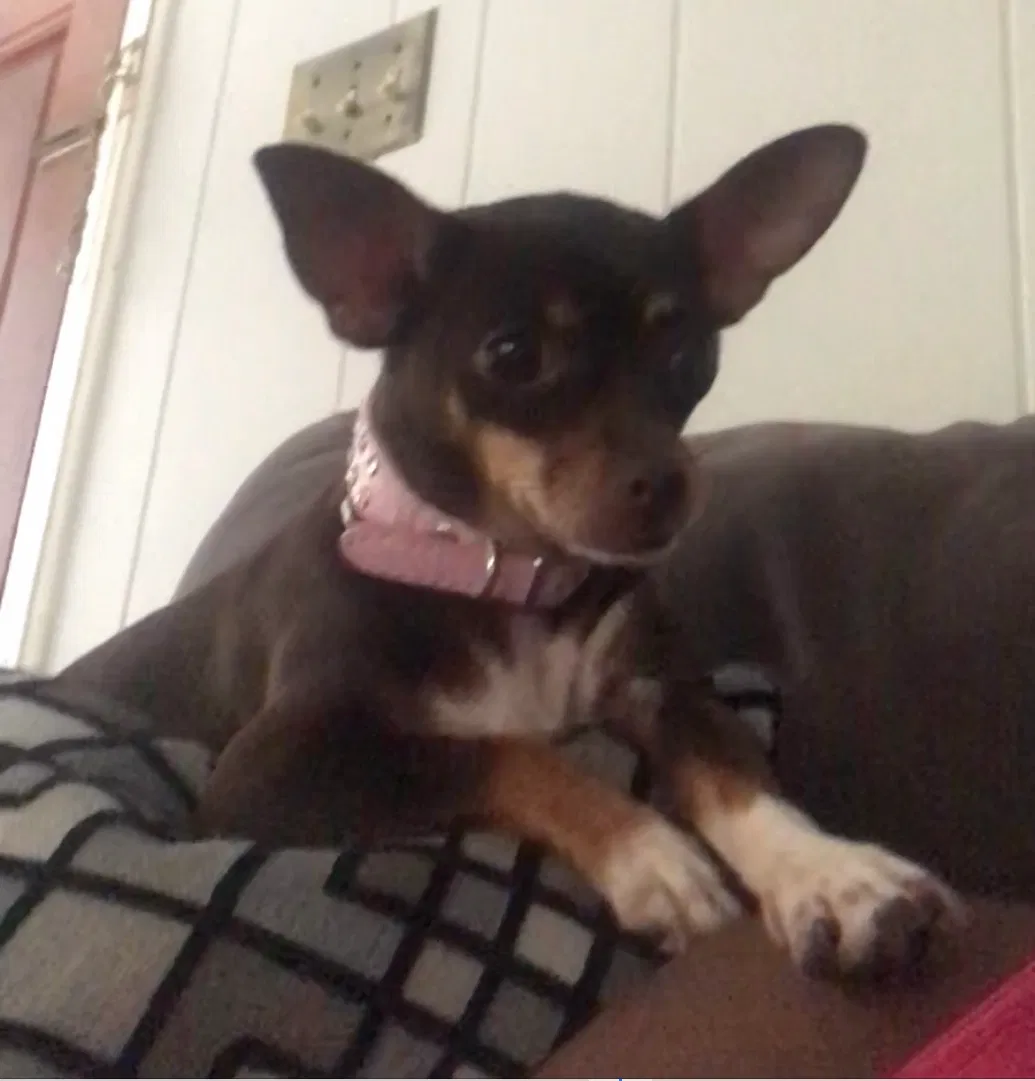 Lost dog in Savannah, GA, 31406