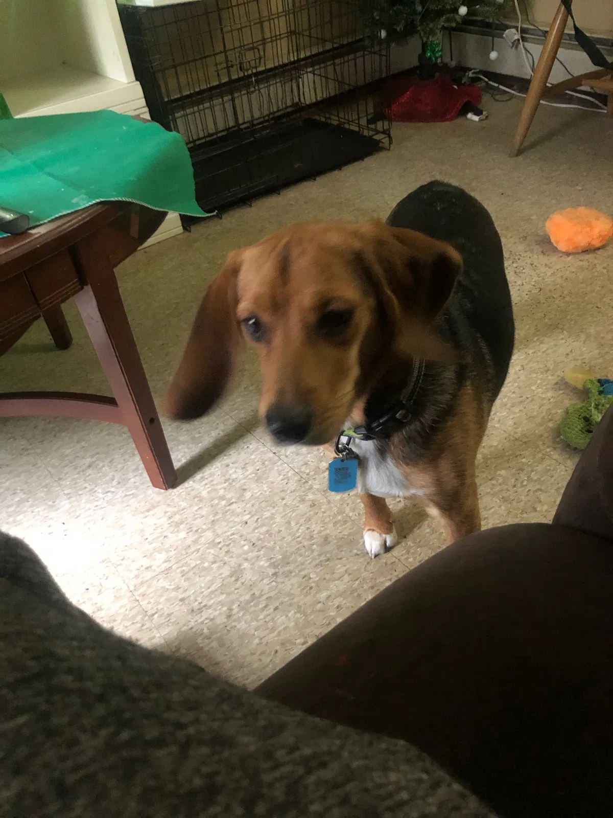 Lost dog in Waterbury, CT, 6706
