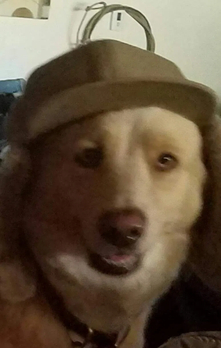 Lost dog in Phoenix, AZ, 85086
