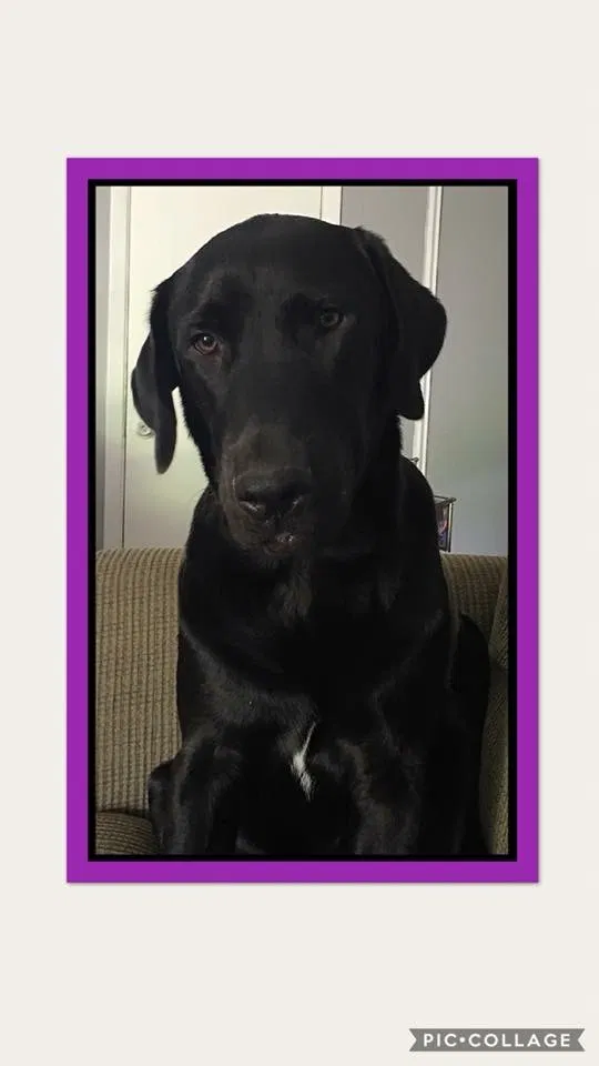 Lost dog in Plano, TX, 75075