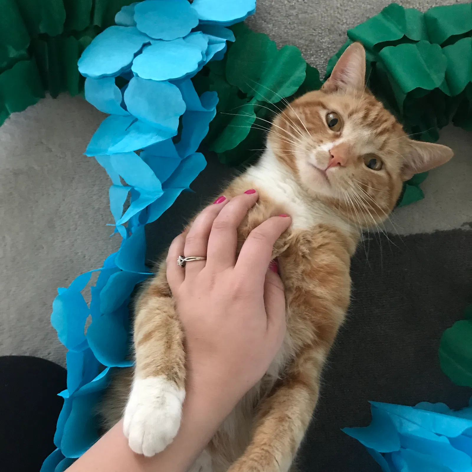 Lost cat in Vancouver, WA, 98665