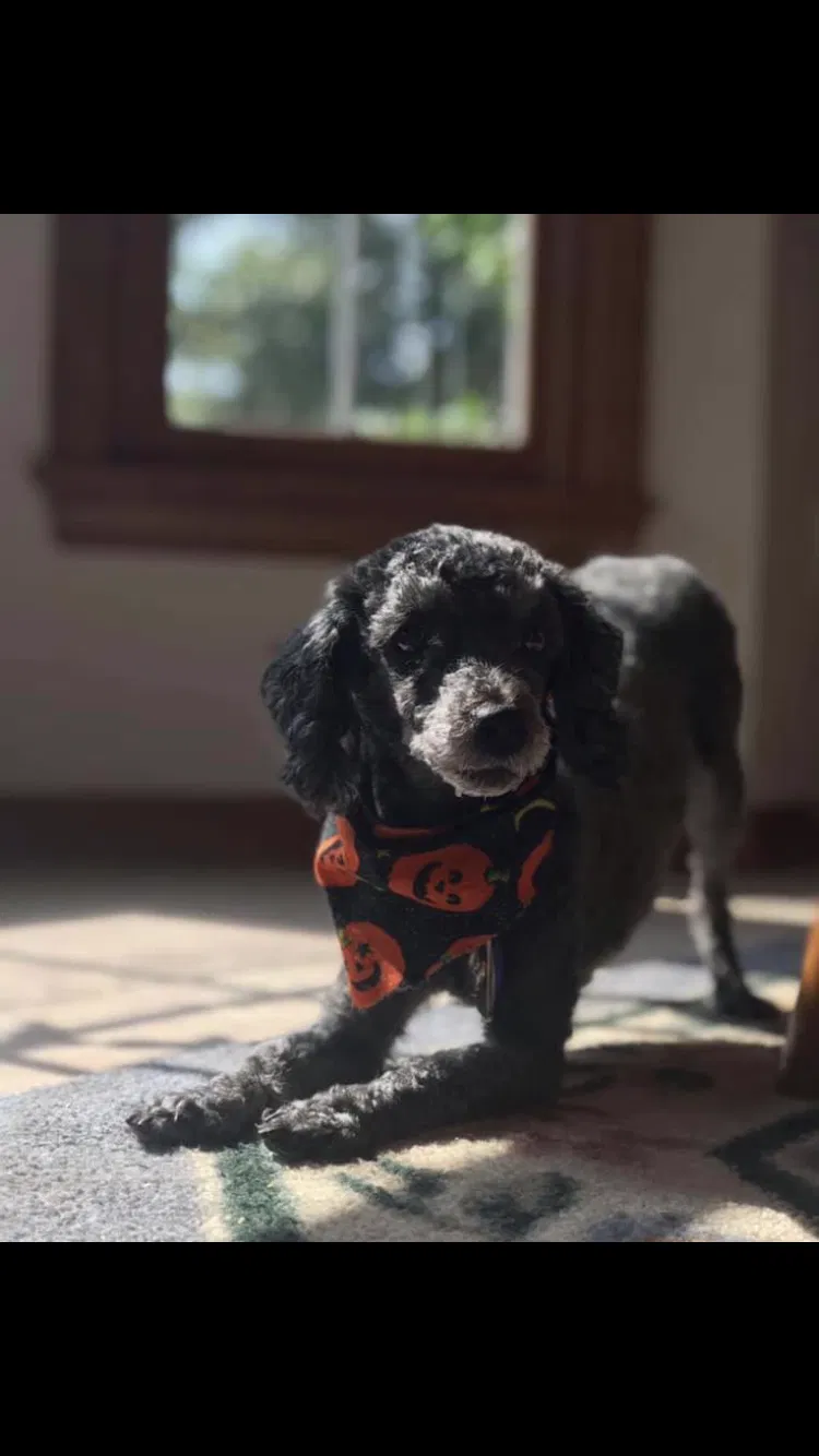 Lost dog in Blairsville, PA, 15717