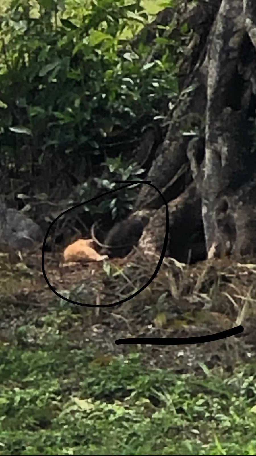 Found cat in Miami, FL, 33131