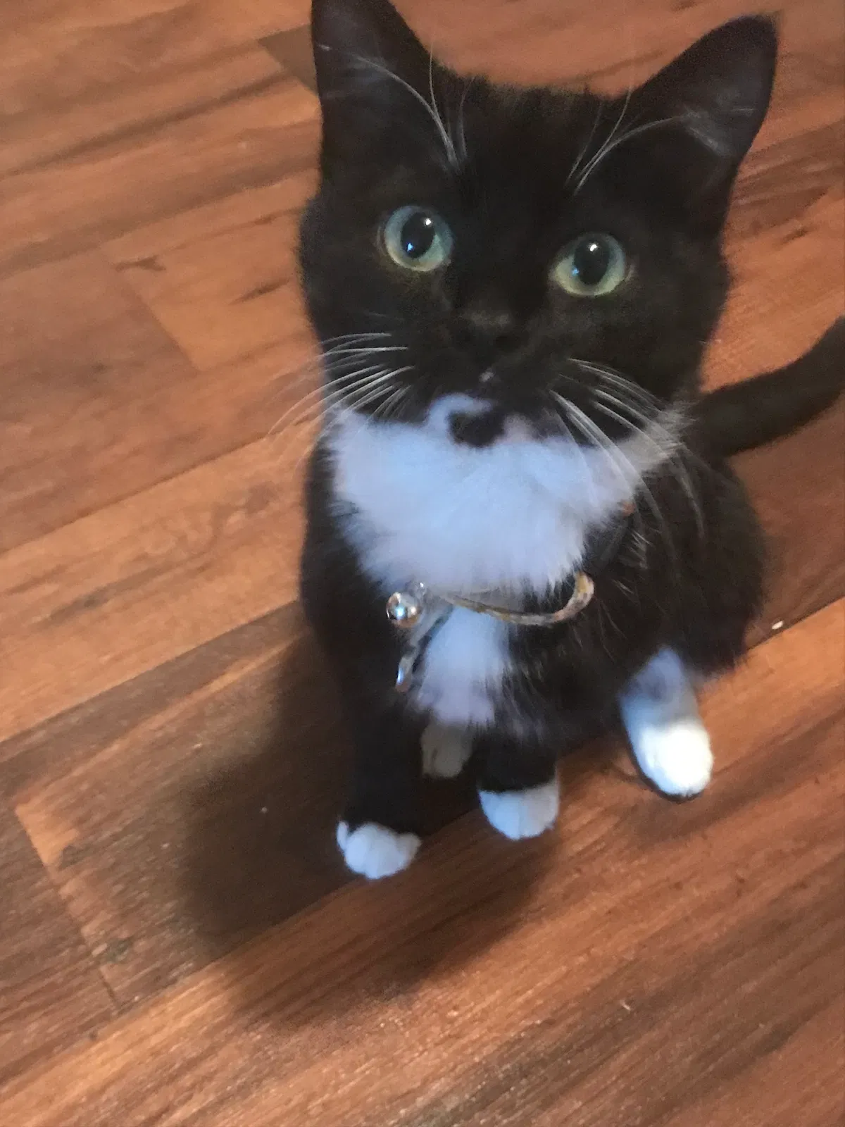 Lost cat in San Marcos, TX, 78666