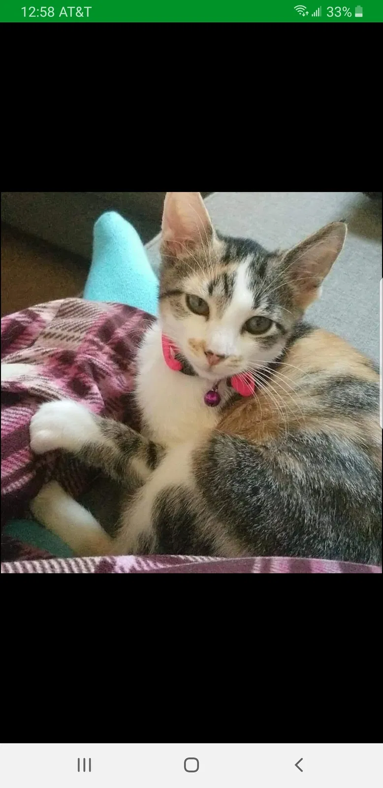 Lost cat in Dallas, GA, 30157