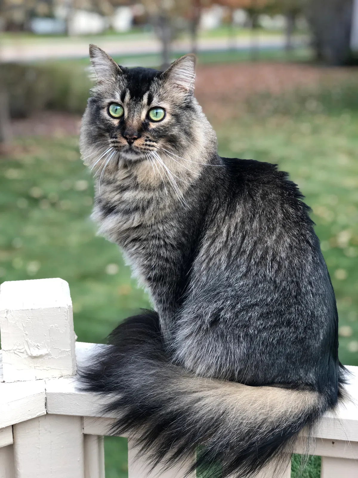 Lost cat in Denver, CO, 80234