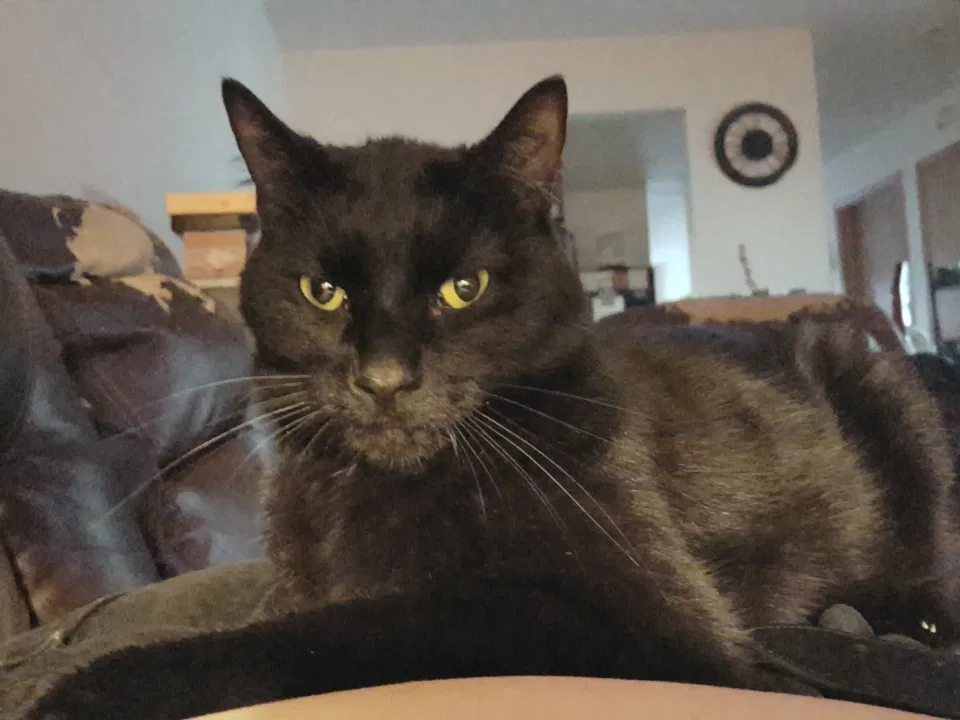 Lost cat in Marseilles, IL, 61341