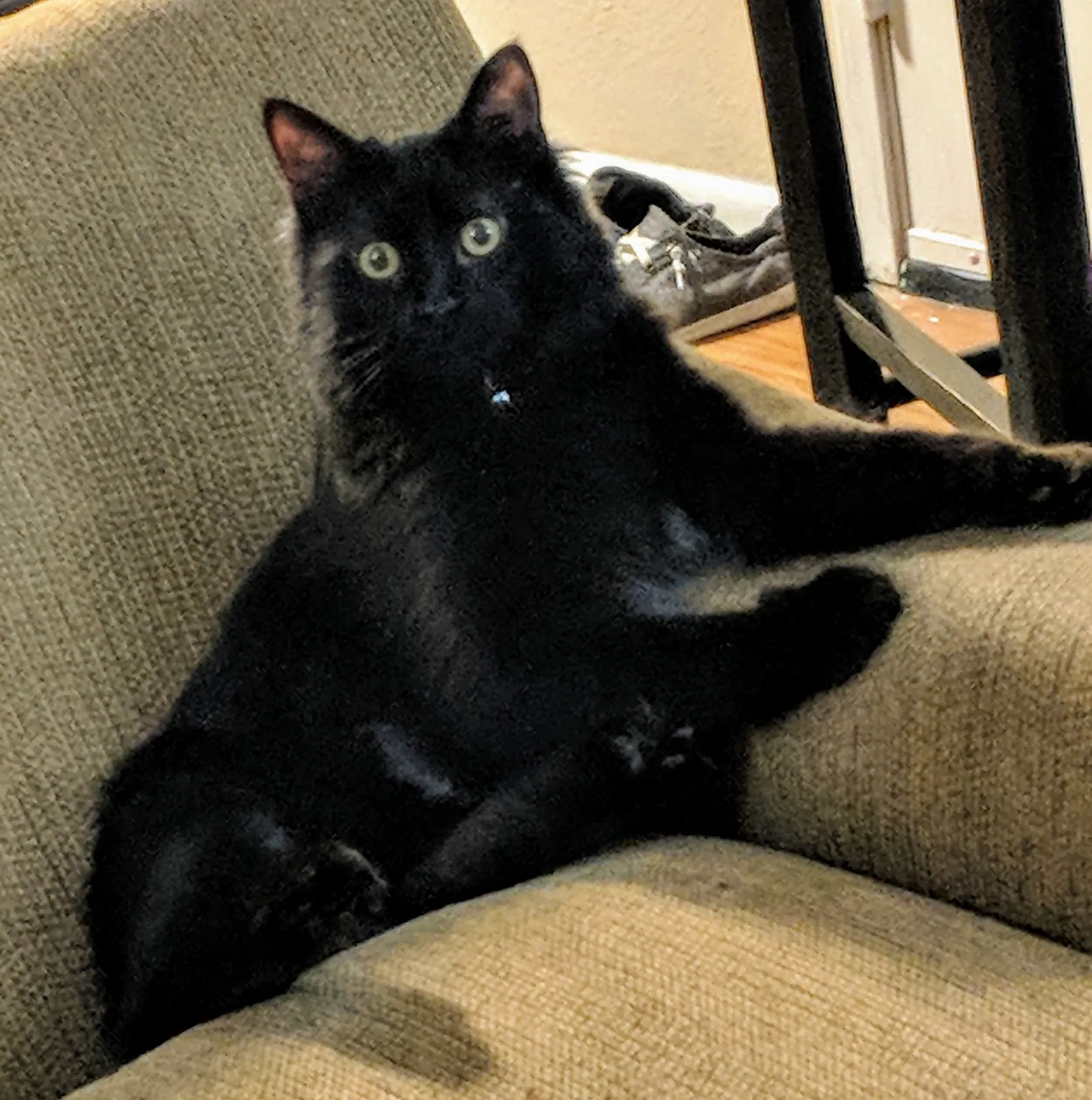 Lost cat in Denver, CO, 80233