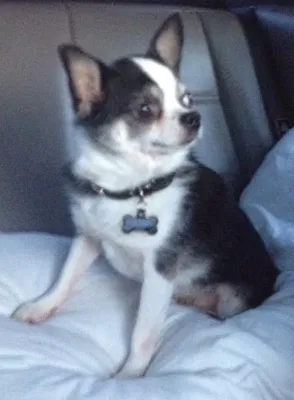 Lost dog in Spring Hill, FL, 34608