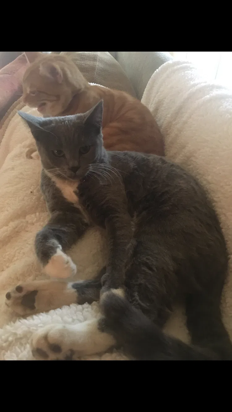 Lost cat in Morgan Hill, CA, 95037