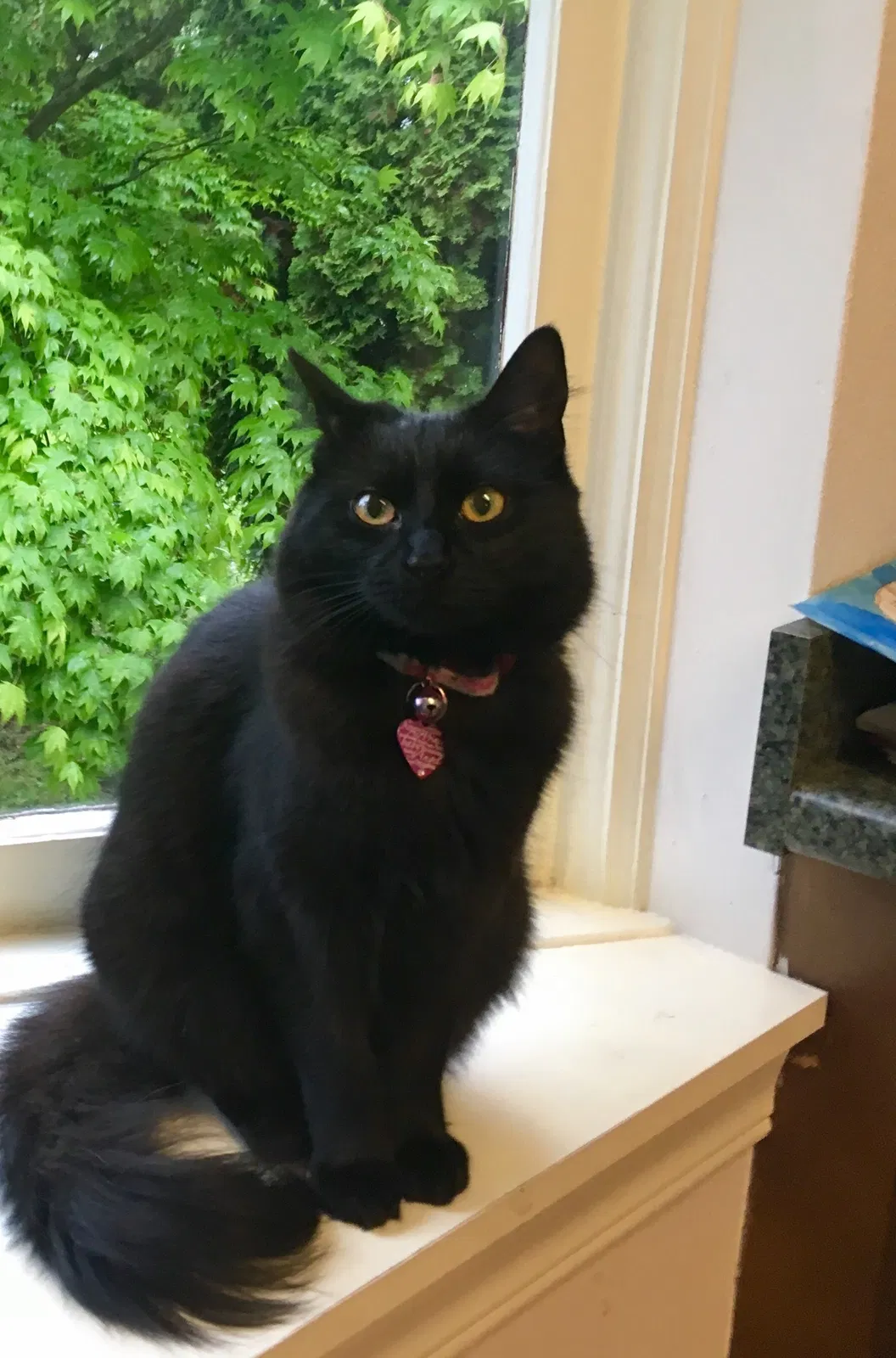 Lost cat in Everett, WA, 98203