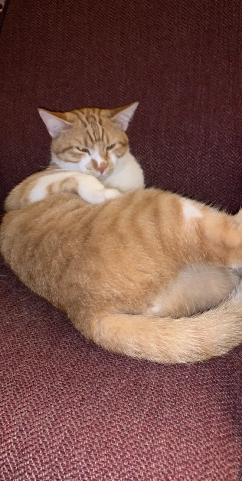 Lost cat in Fayetteville, AR, 72703