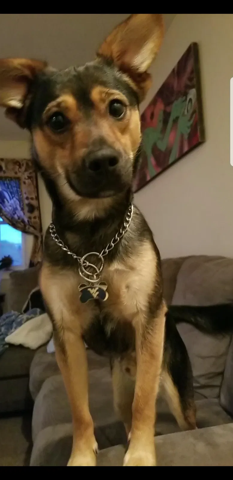 Lost dog in Fairmont, WV, 26554