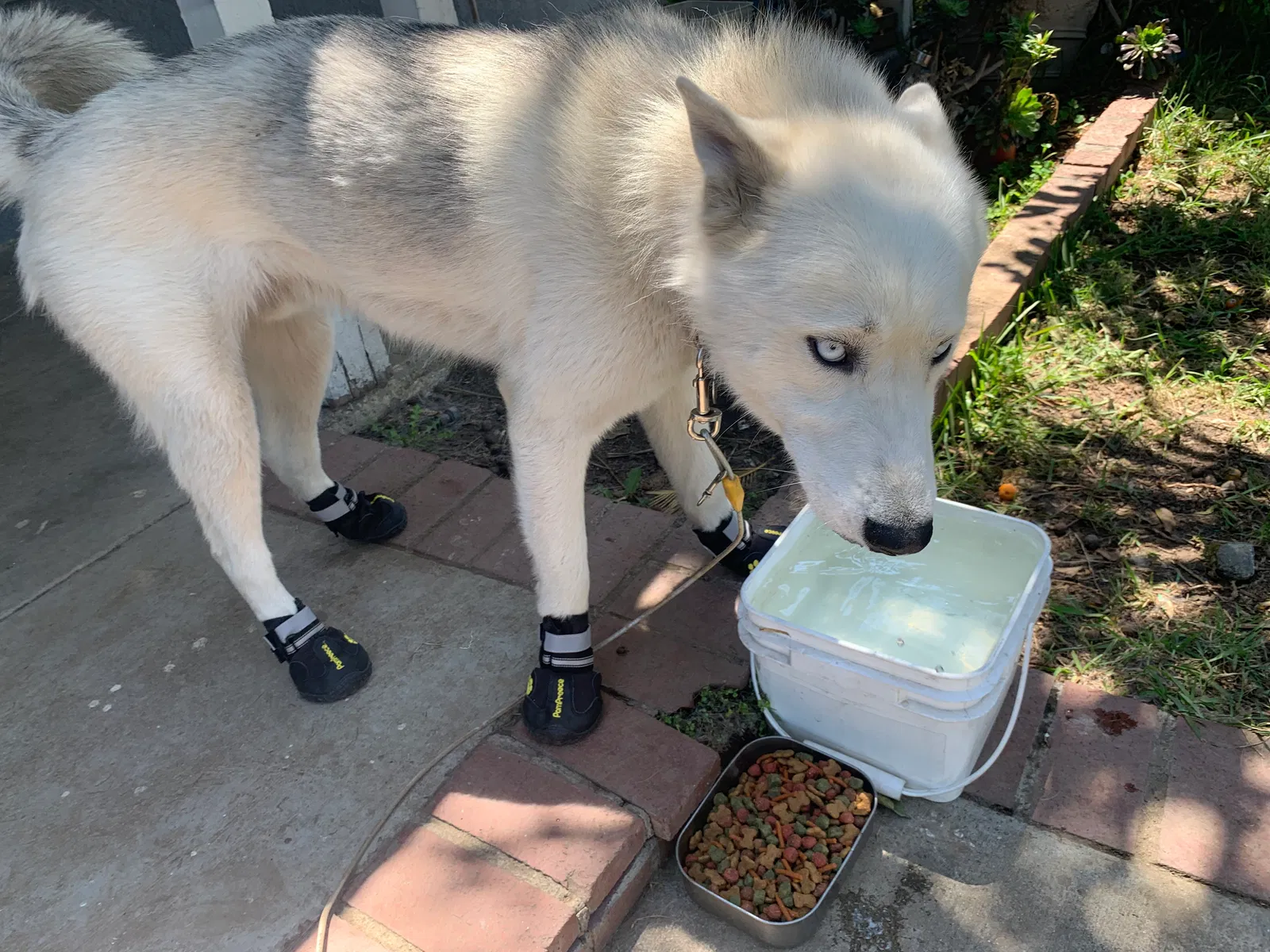 Lost dog in Bloomington, CA, 92316