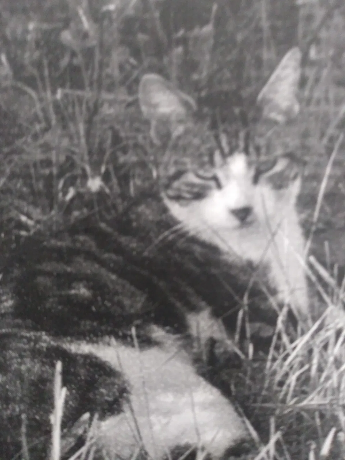 Lost cat in Hillsdale, MI, 49242
