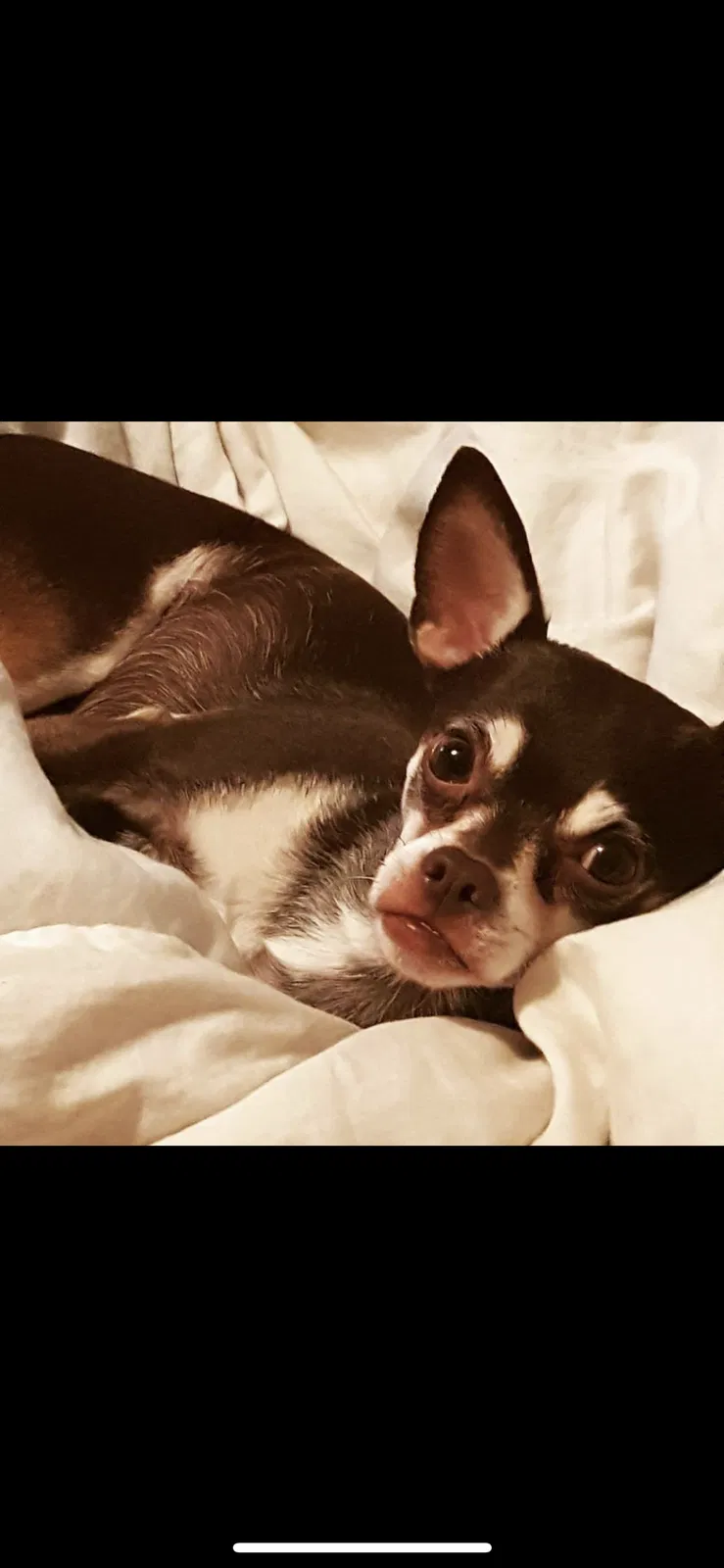 Lost dog in Hurst, TX, 76053